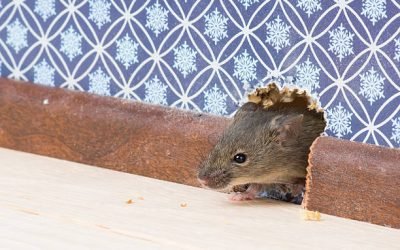Comment attraper une souris dans une maison efficacement ?