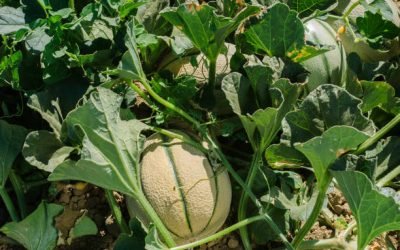 Quelle association avec le melon au potager ?