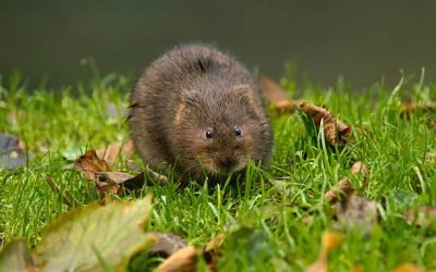Comment se débarrasser d’un rat taupier dans le jardin ?