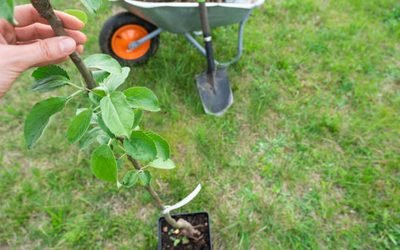 Où planter un pommier pour favoriser sa croissance ?